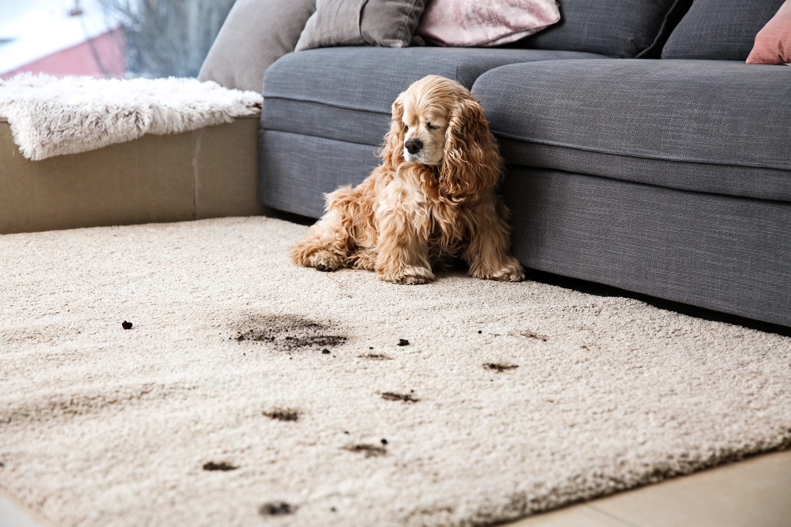 Funny,Dog,And,Its,Dirty,Trails,On,Carpet